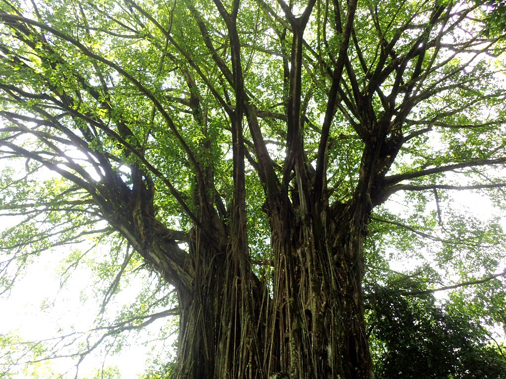 The Sacred Banyan Tree | Raya